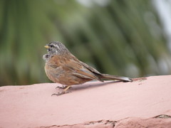 Emberiza sahari