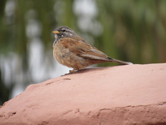 Emberiza sahari