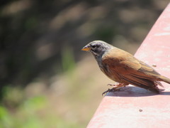 Emberiza sahari