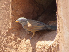 Emberiza sahari