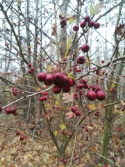Crataegus