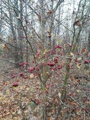 Crataegus