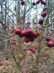 Crataegus