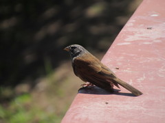 Emberiza sahari