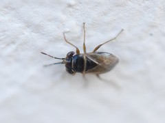 Geocoris megacephalus