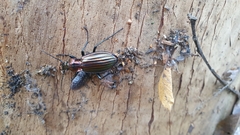 Carabus lineatus