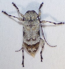 Leptostylus asperatus