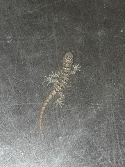 Gonatodes albogularis fuscus