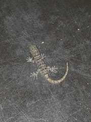 Gonatodes albogularis fuscus