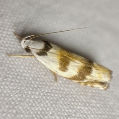 Plectophila pyrgodes