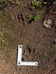 Odocoileus virginianus couesi