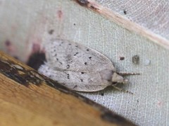 Brachynemata restricta