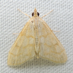 Paracorsia repandalis