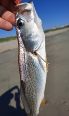 Cynoscion regalis