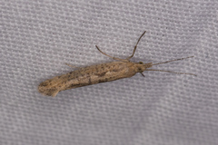Ypsolopha