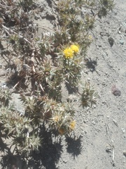 Berkheya pinnatifida pinnatifida