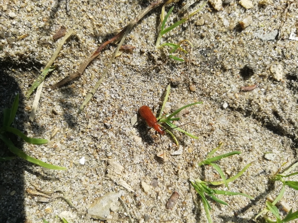 Obrium cantharinum cantharinum
