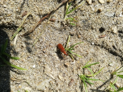 Obrium cantharinum
