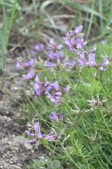 Astragalus ceratoides