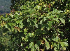Hymenodictyon obovatum