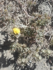 Berkheya pinnatifida pinnatifida