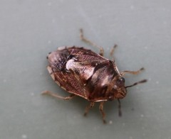 Menida