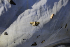 Sandava scitisignata