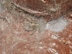 Dendrolycosa robusta