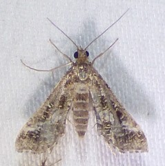 Diasemiopsis leodocusalis