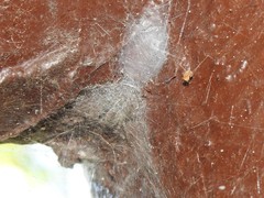 Dendrolycosa robusta