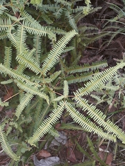 Dicranopteris flexuosa