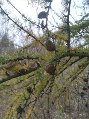 Larix decidua