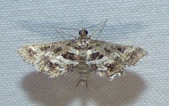 Diasemiopsis leodocusalis