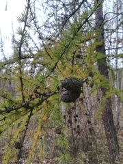 Larix decidua