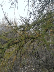 Larix decidua