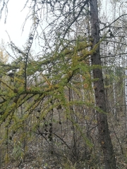 Larix decidua