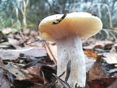 Russula