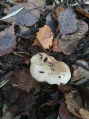 Russula