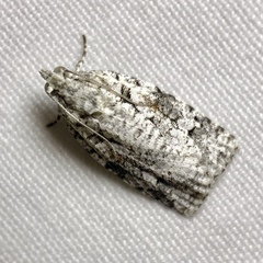 Acropolitis canana
