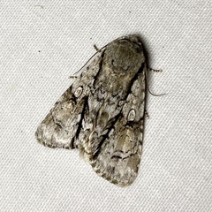 Turnerinycta phaeocosma