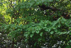 Hymenodictyon obovatum
