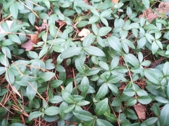 Vinca minor