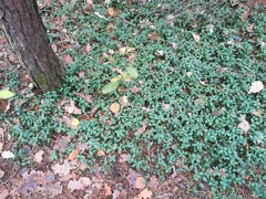 Vinca minor