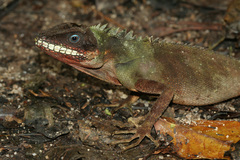 Malayodracon robinsonii