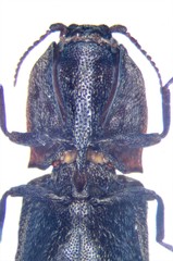 Lacon maculatus