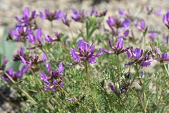 Astragalus ceratoides