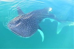 Rhincodon typus