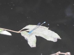 Pseudagrion microcephalum