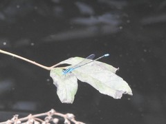 Pseudagrion microcephalum