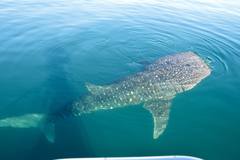 Rhincodon typus